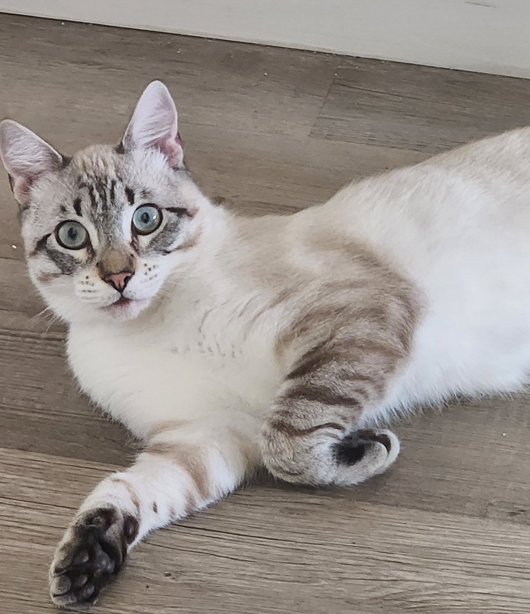 WalterBestBoy's tweet photo. lentil and the thing he was named after https://t.co/j59NJtJ6H3