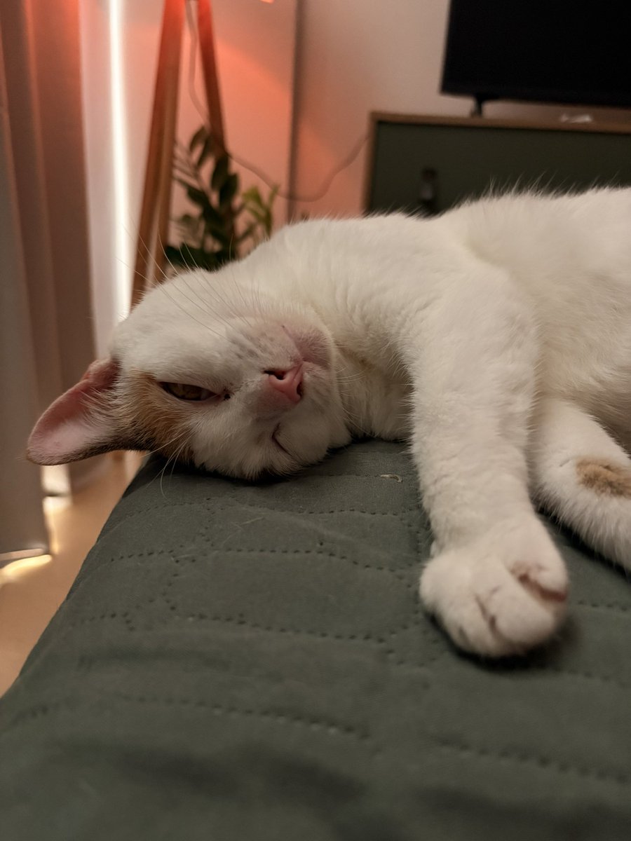 versos como quem morre tweet media