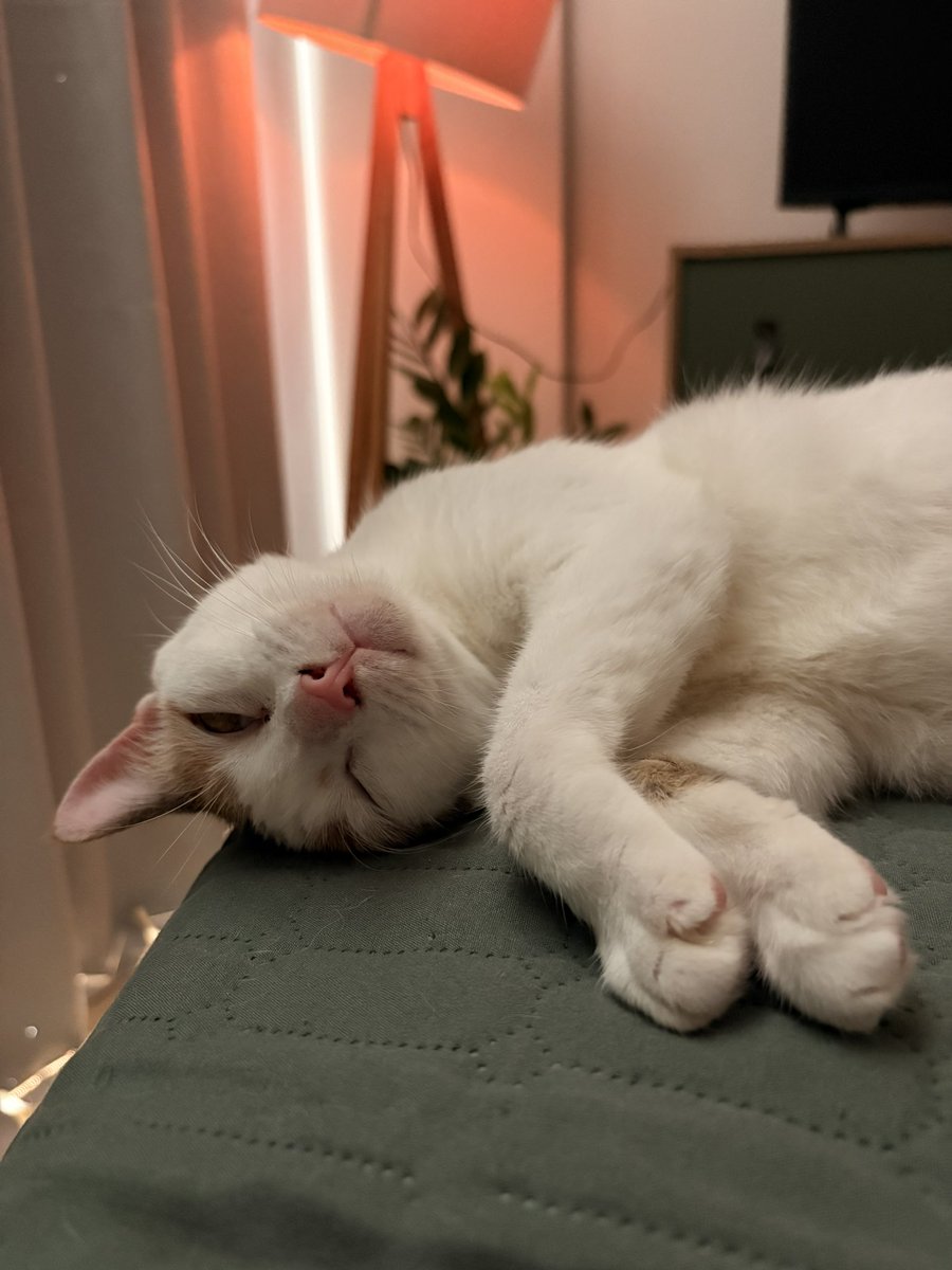 versos como quem morre tweet media