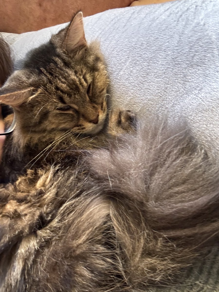 Desiree-134 ⚓️🧪【VFLEET】 tweet media