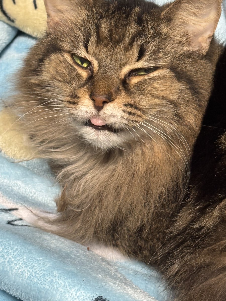 Desiree-134 ⚓️🧪【VFLEET】 tweet media