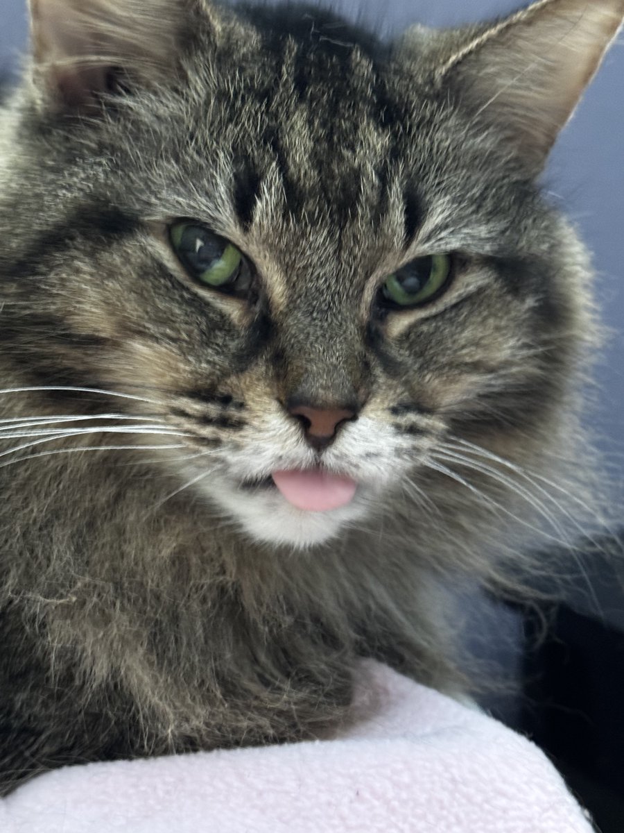 Desiree-134 ⚓️🧪【VFLEET】 tweet media