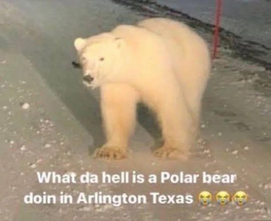 zombie 🐇 tweet media