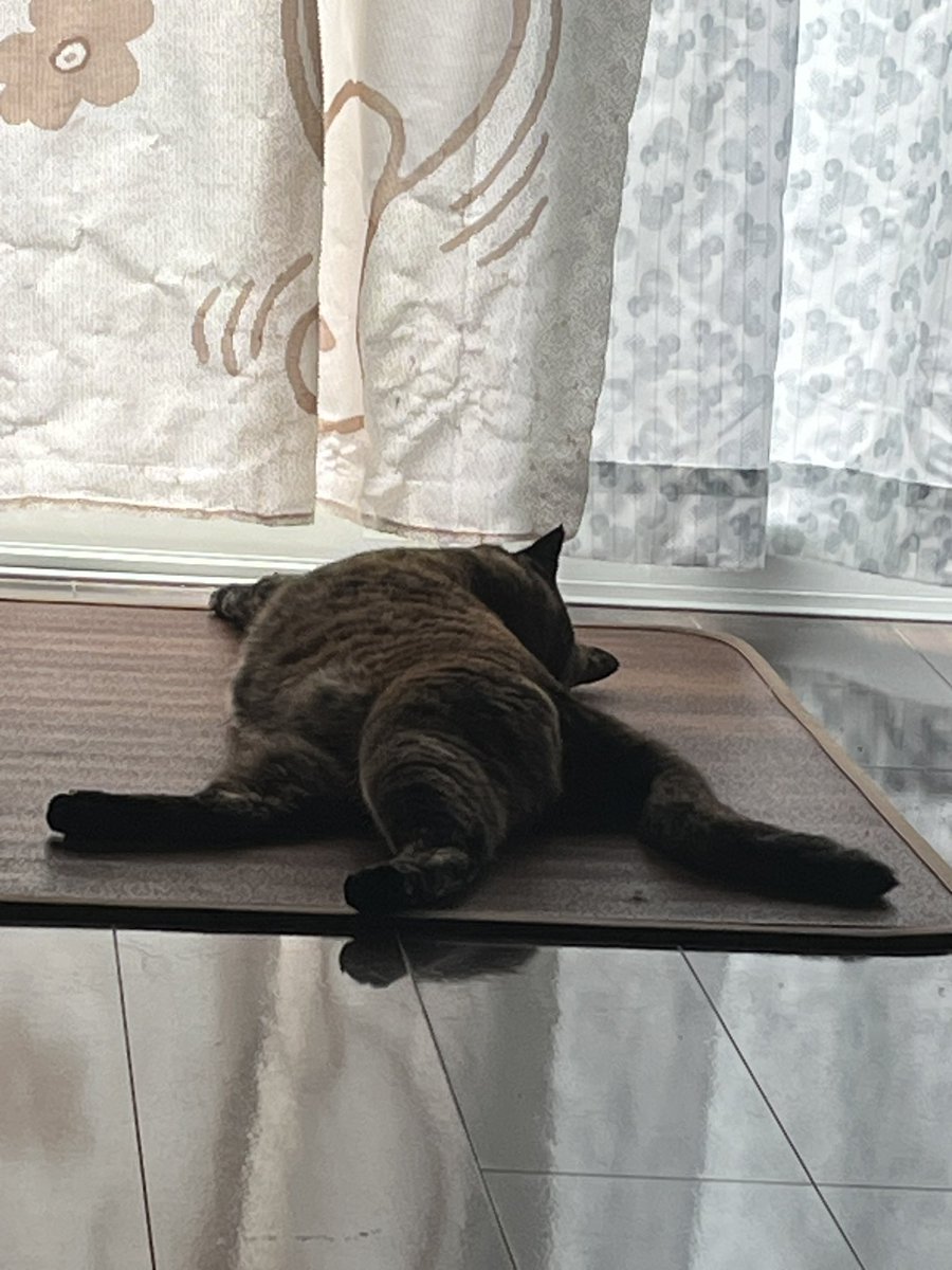 みずき@猫さまのお世話係 tweet media