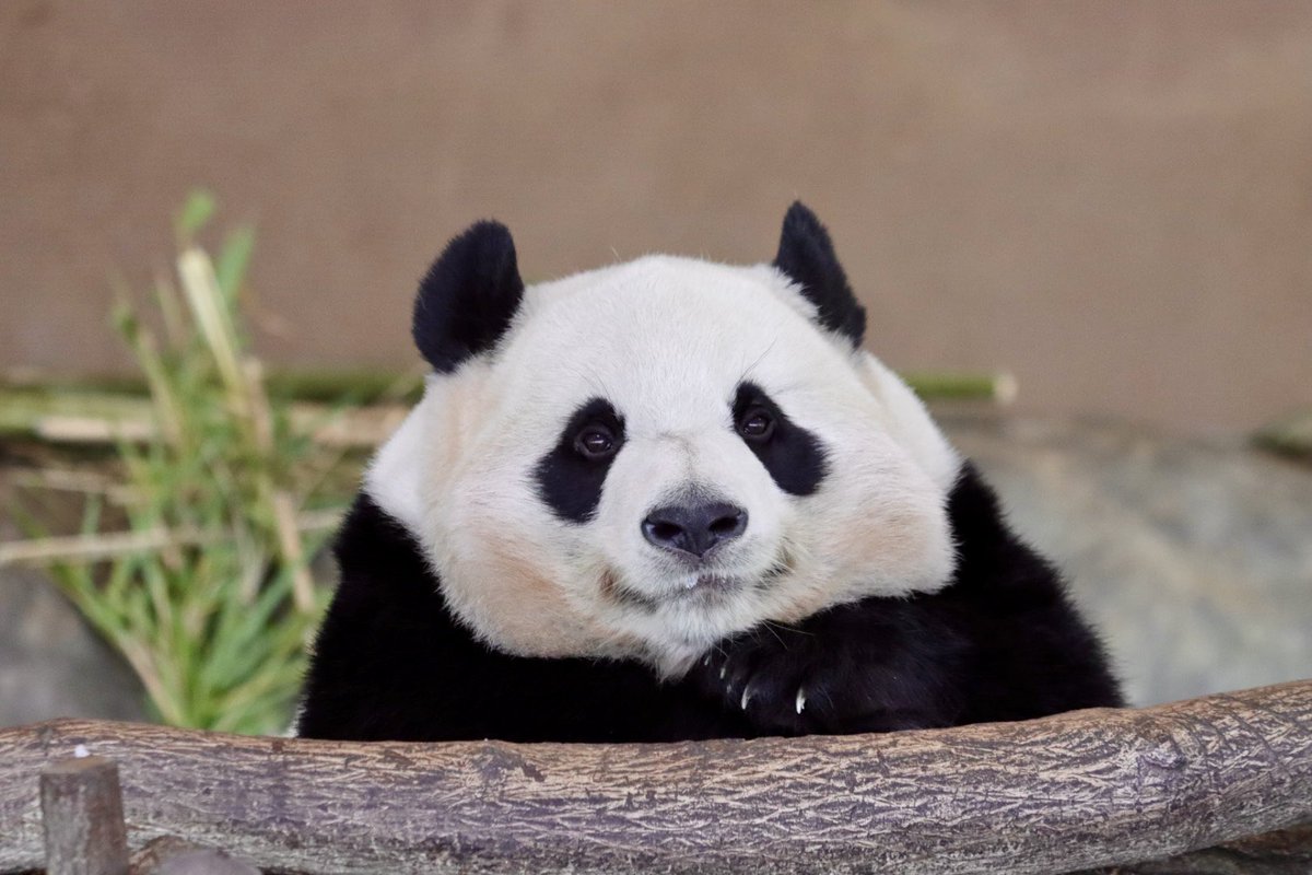 Snow Mark tweet media