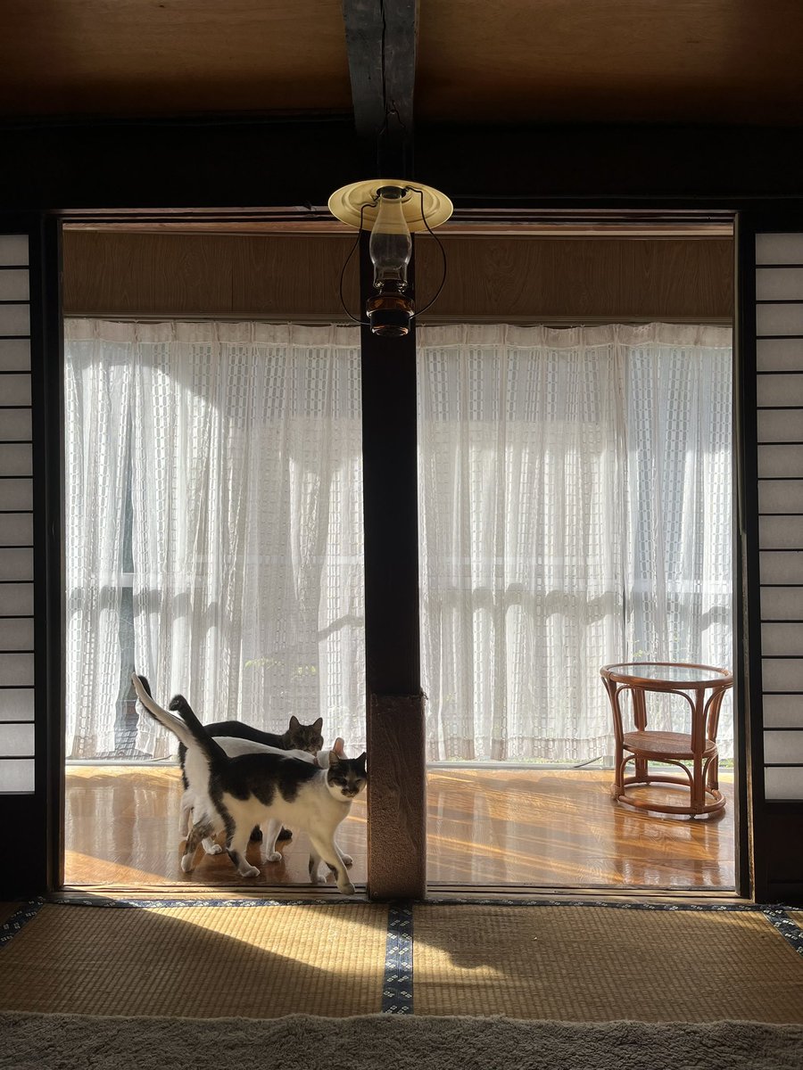 いのうえもんぺ tweet media