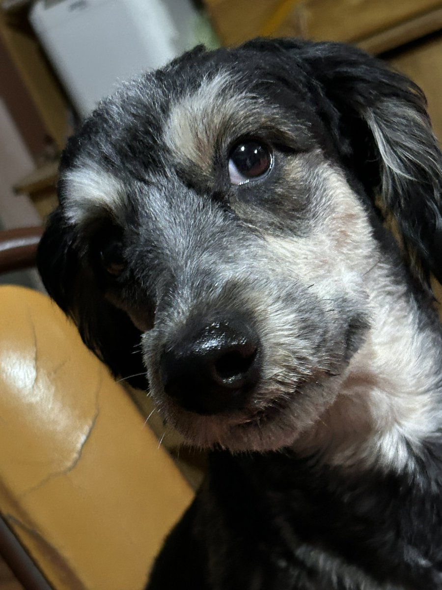 Mi perro viendo que entraron un tal Gabriel y paco amoroso  #GranHermano