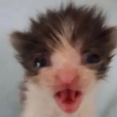 Mediocre Chuch tweet media