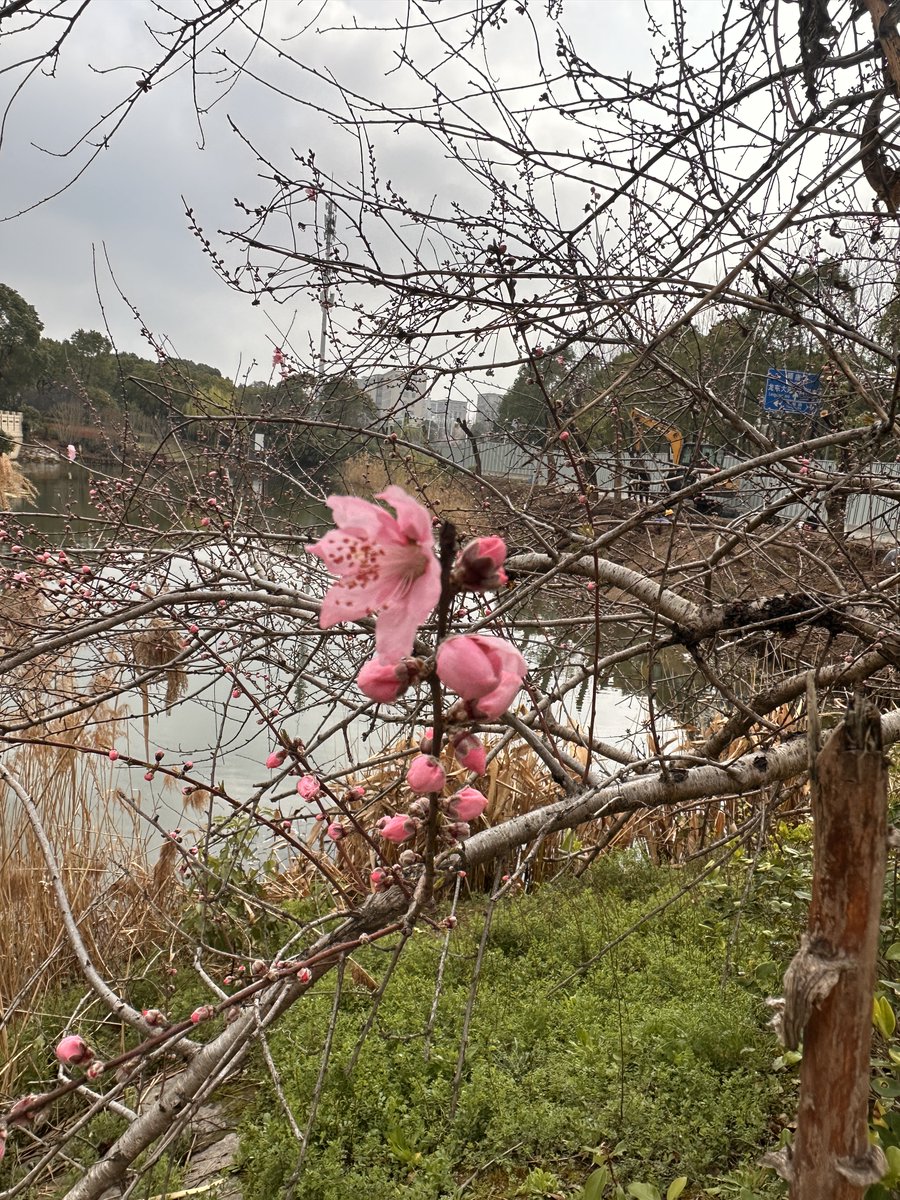 Gavin Yang tweet media