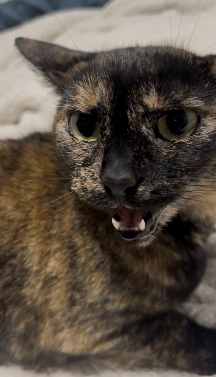 freya (4 yearce oald) tweet media