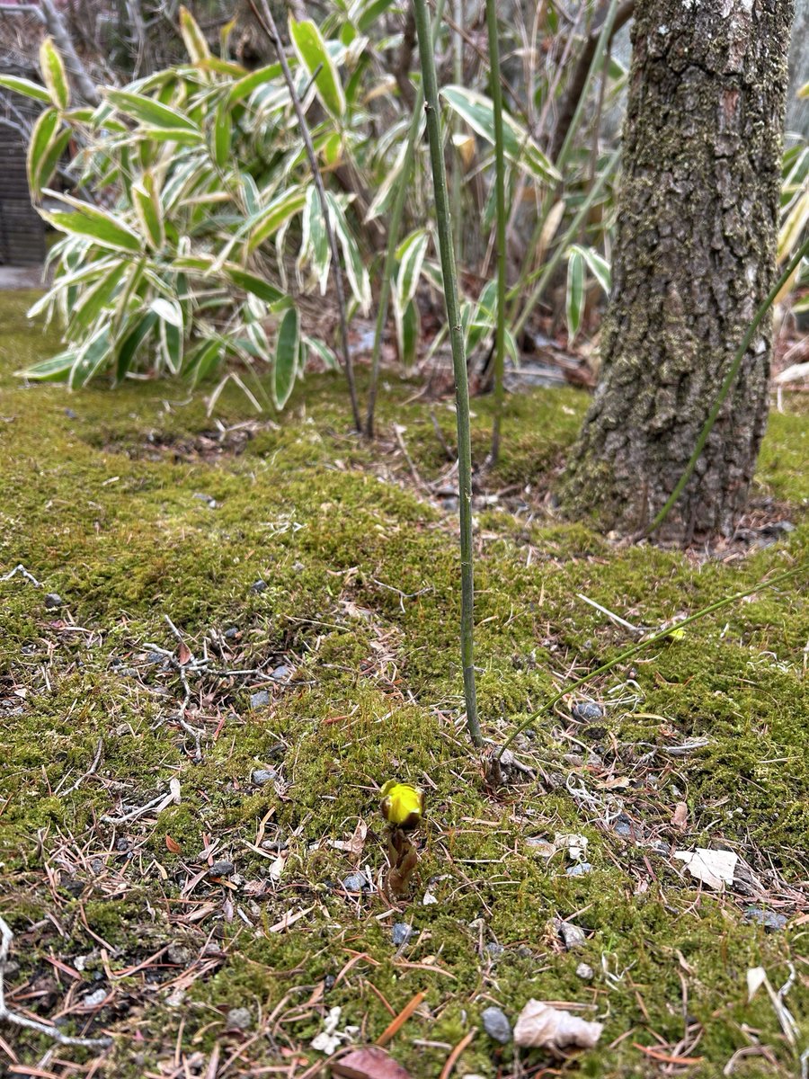 MARUYAMA COFFEE【公式】丸山珈琲☕️ tweet media