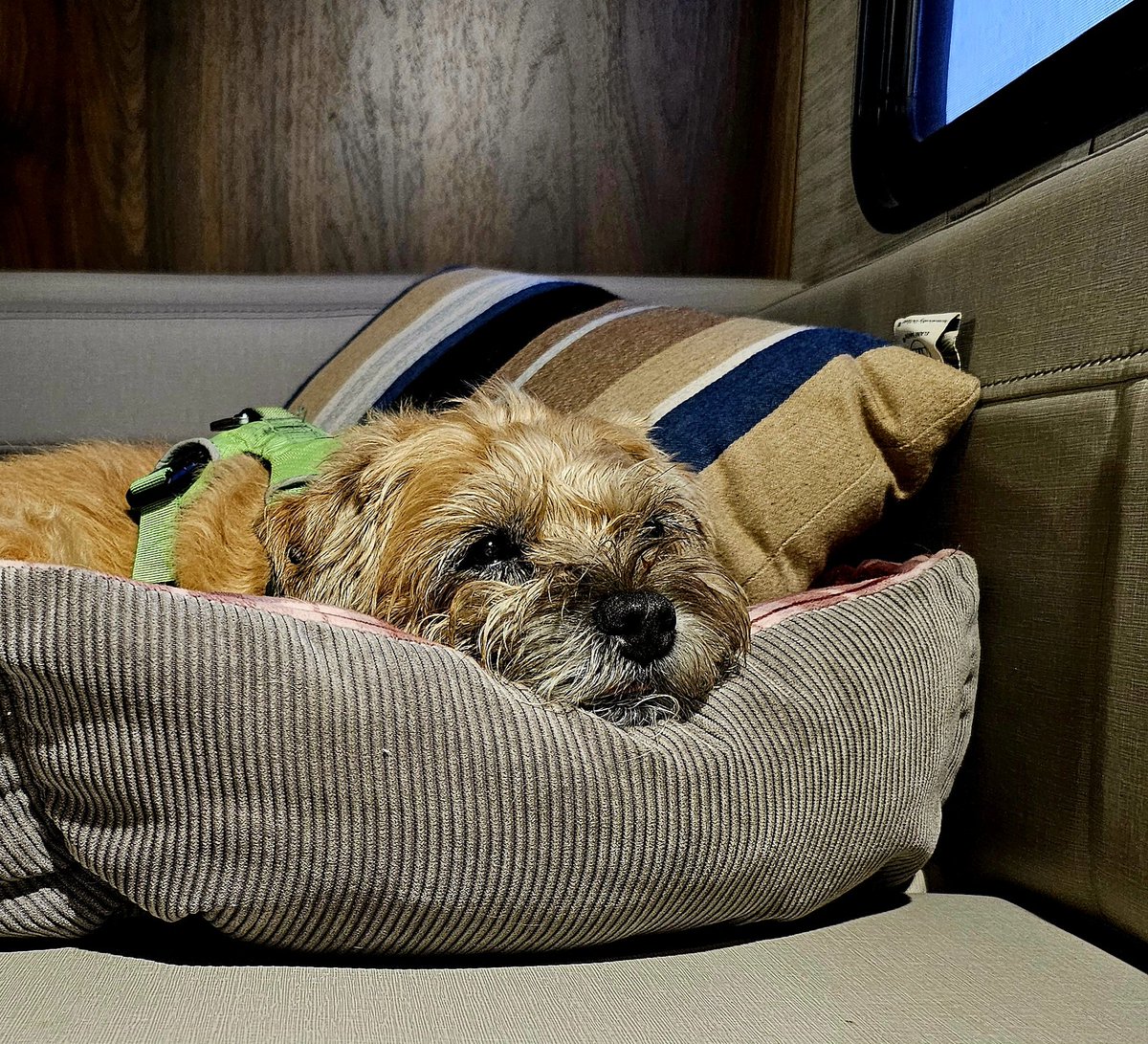 Gracie Rae, CBE tweet media