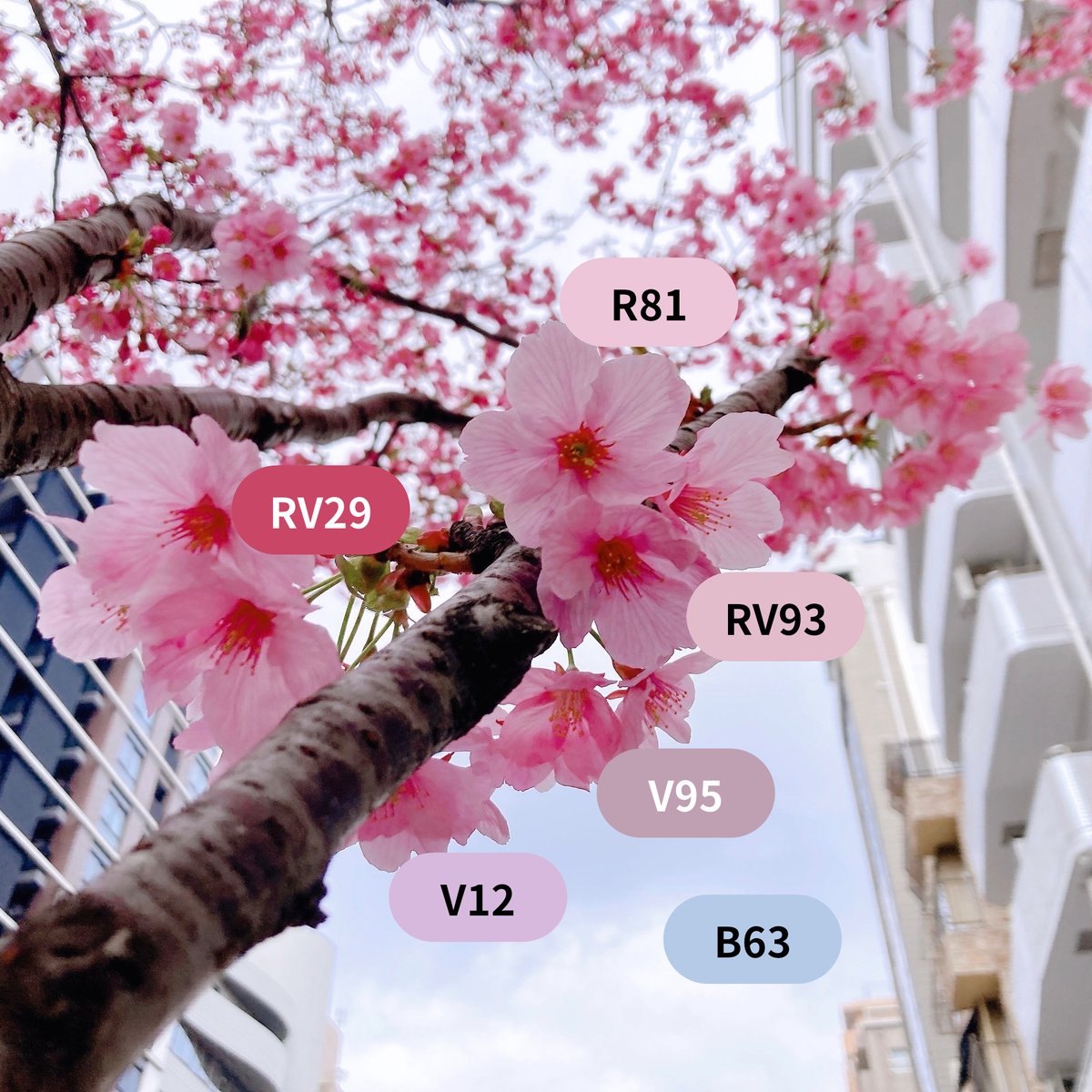 こちら陽光桜という、3月中旬〜下旬に見頃を迎える早咲きの品種でした