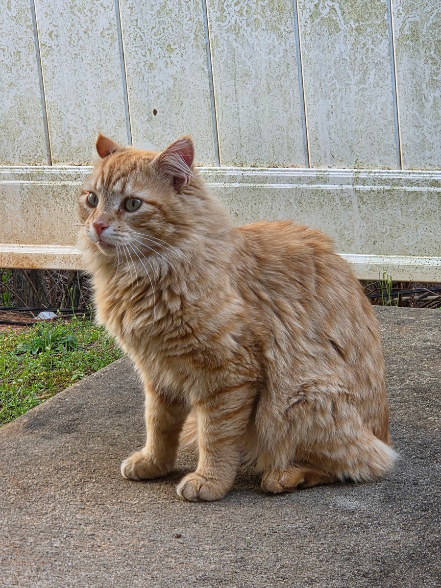 sock ness monster tweet media