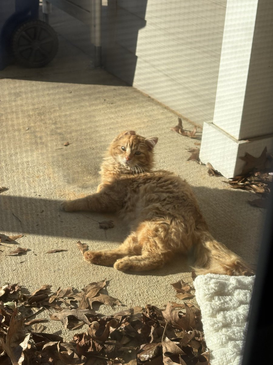 sock ness monster tweet media