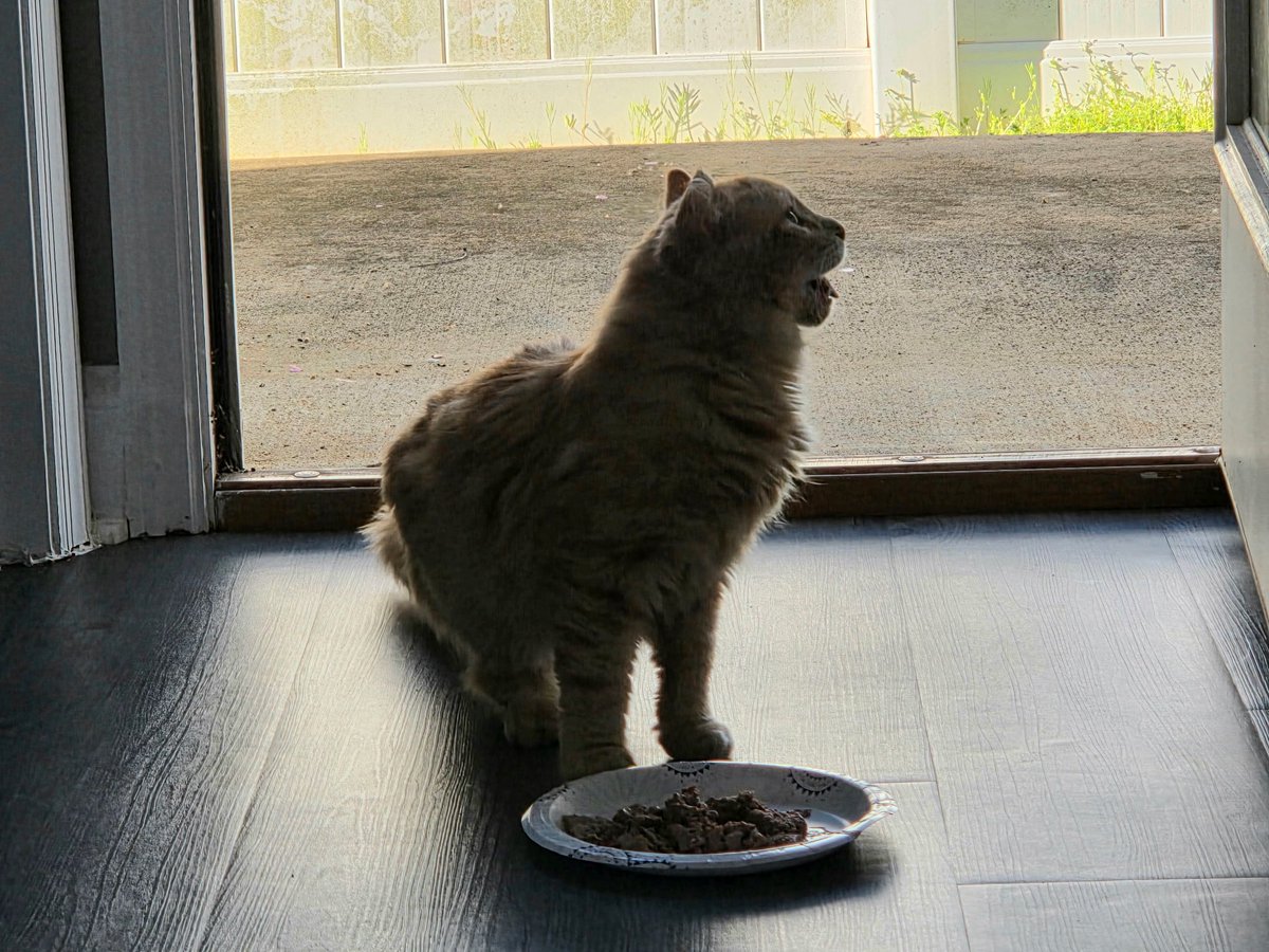 sock ness monster tweet media