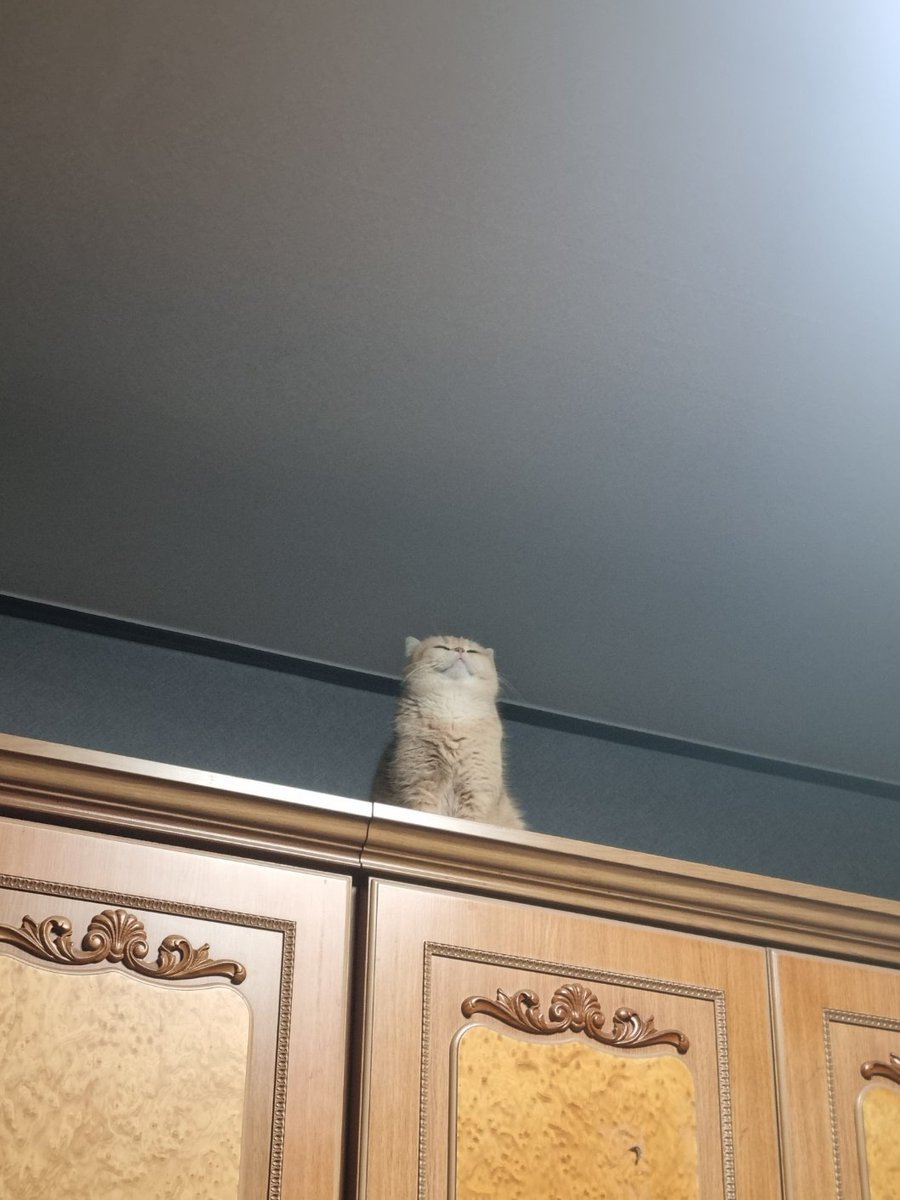 Gol D. REX tweet media