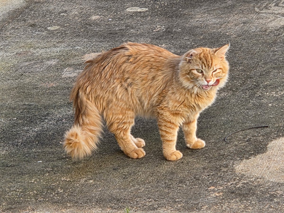 sock ness monster tweet media