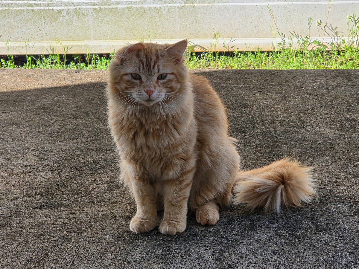 sock ness monster tweet media