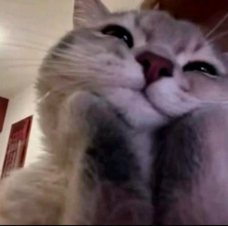 syifa (🧶🛋) tweet media