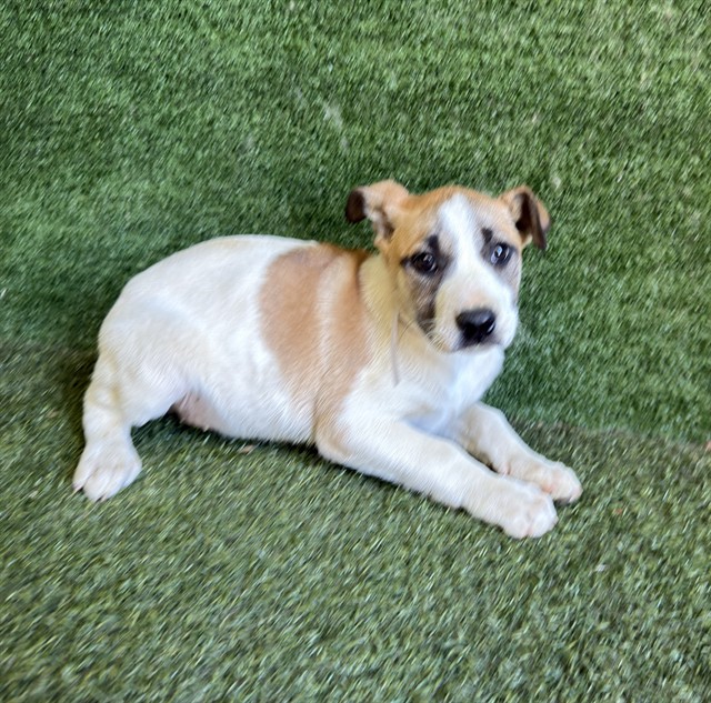 LancasterAnimalShelt tweet media