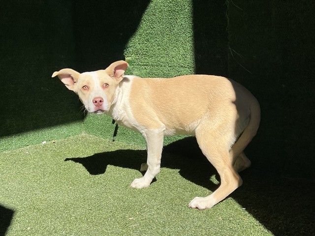 LancasterAnimalShelt tweet media