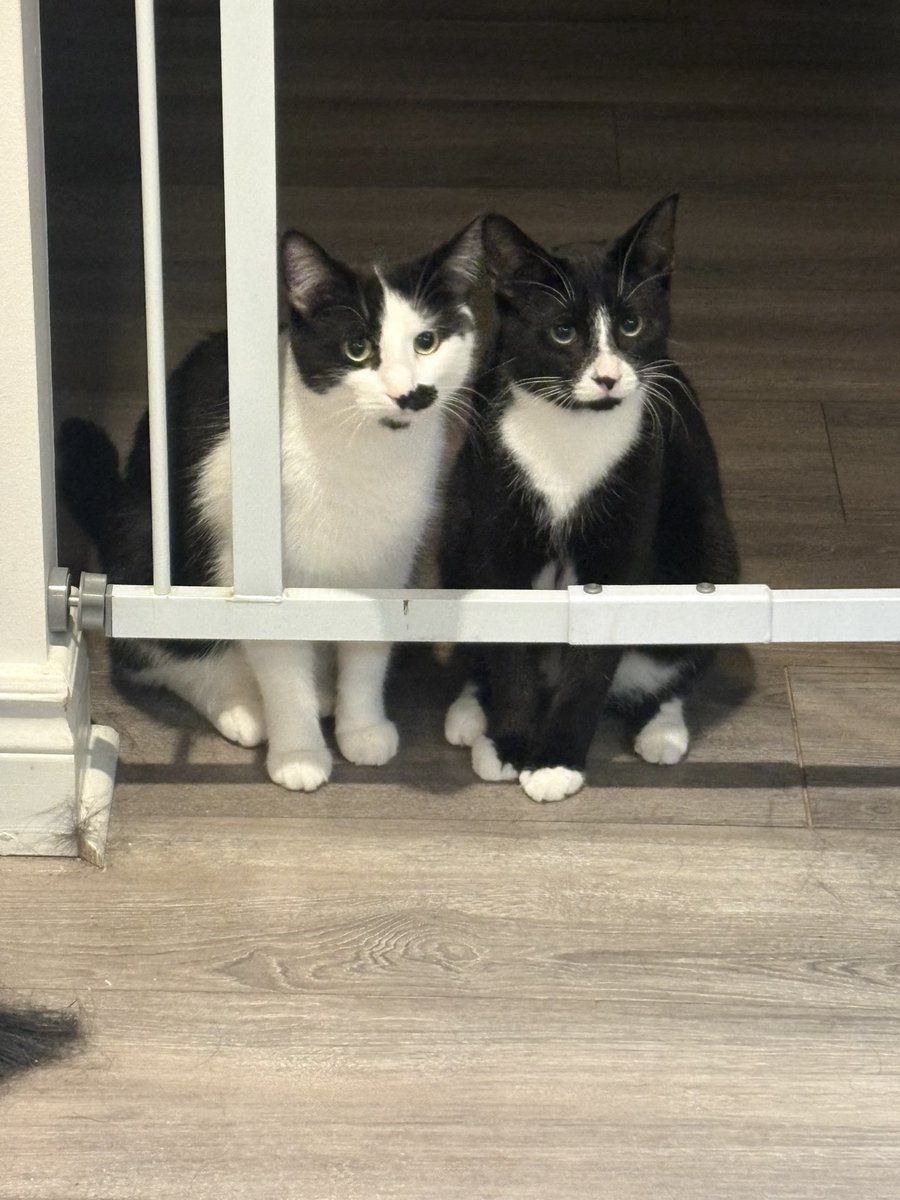 bee 🌱🐝 tweet media