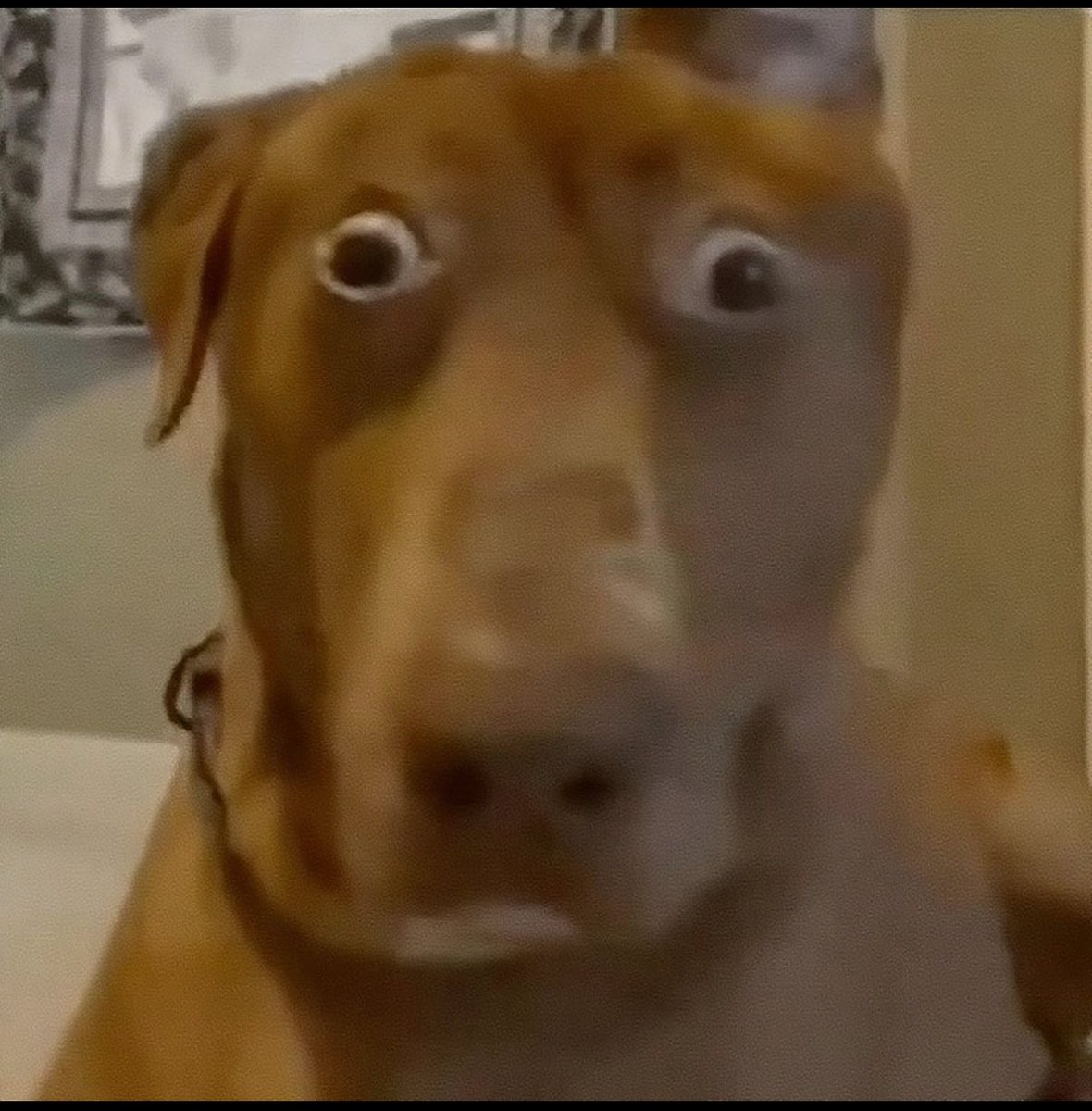 Chicago Wolves tweet media