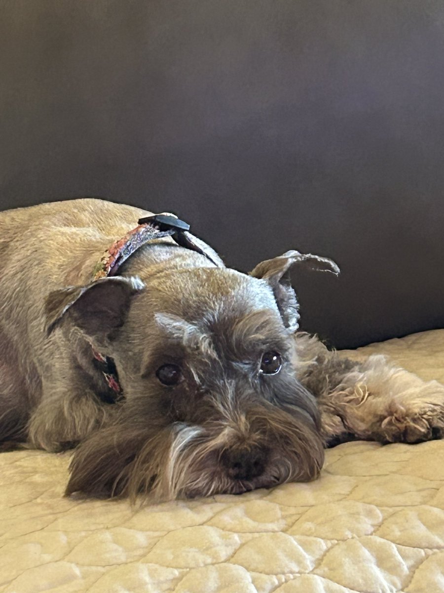 caliaurora's tweet photo. What a horrible day. We had to put our 14 year old miniature schnauzer to sleep. We loved her so much and she brought us so much joy and happiness. We will miss you sweet Landry. 🌈 https://t.co/PUP16tiMDA