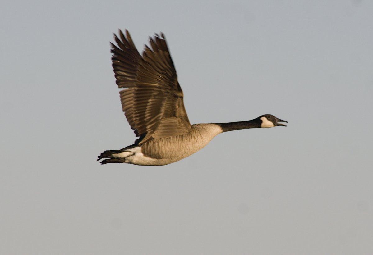 Intheyonderconifers tweet media