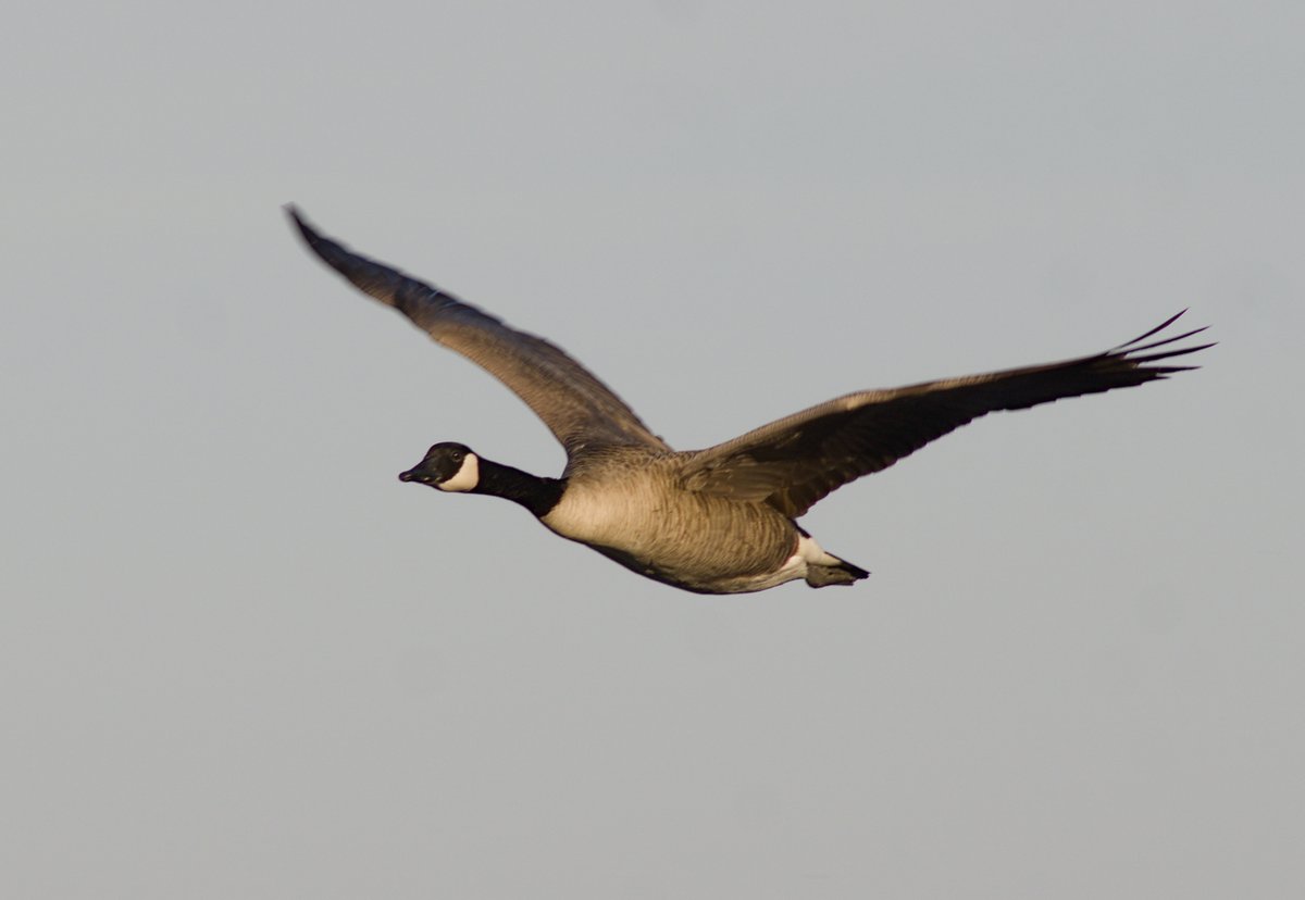 Intheyonderconifers tweet media