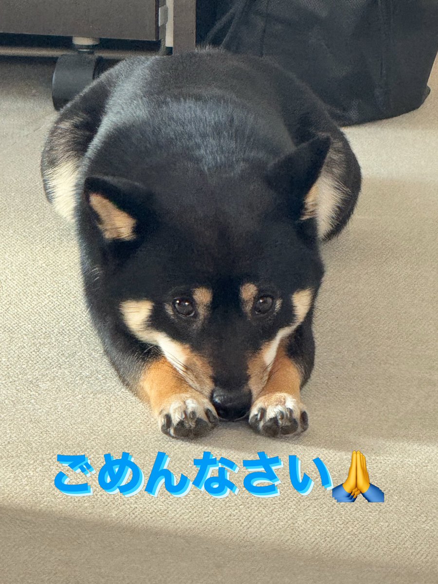 willow202510's tweet photo. 土下座して謝ってるみたいに見える👀
#柴犬 #就労支援 https://t.co/6dPERLpJfT