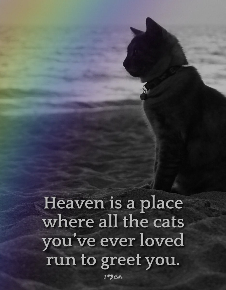 RealMonkeyTheCat 🐾💙🐸📎 tweet media