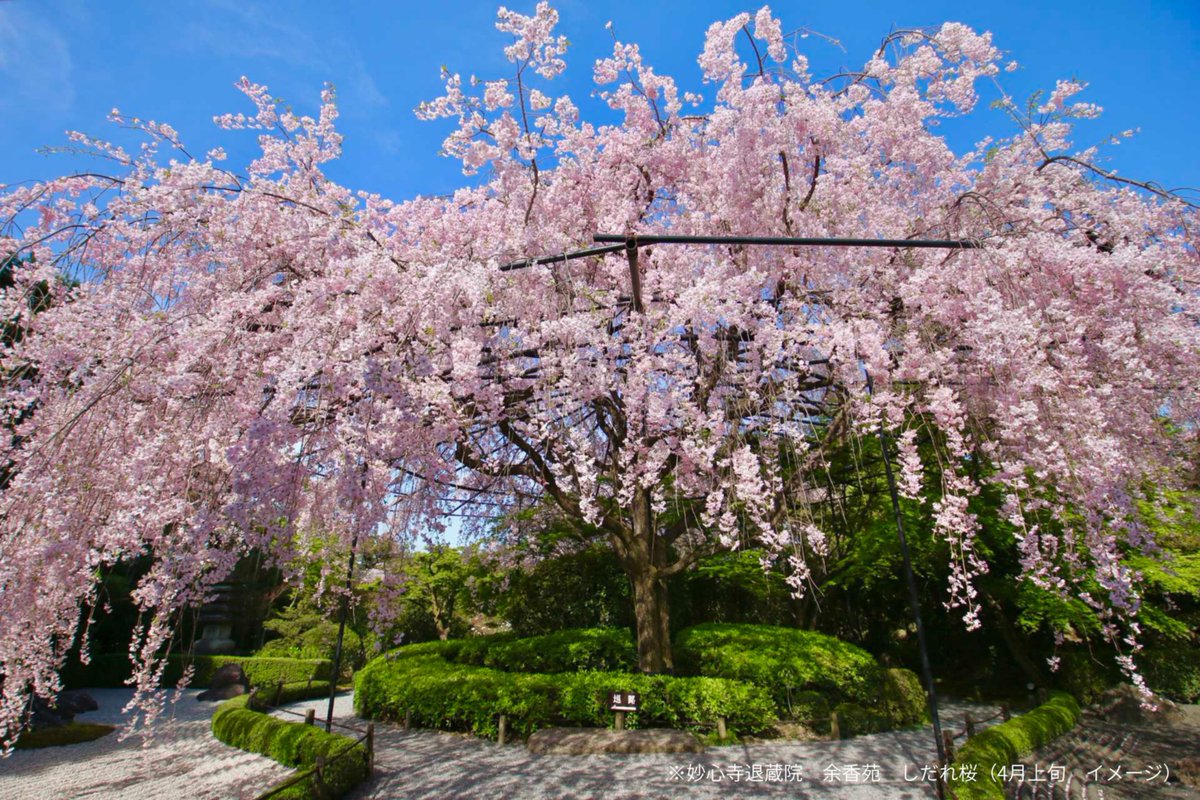 JR東海ツアーズ【公式】|役立つ旅の情報お届け中! tweet media