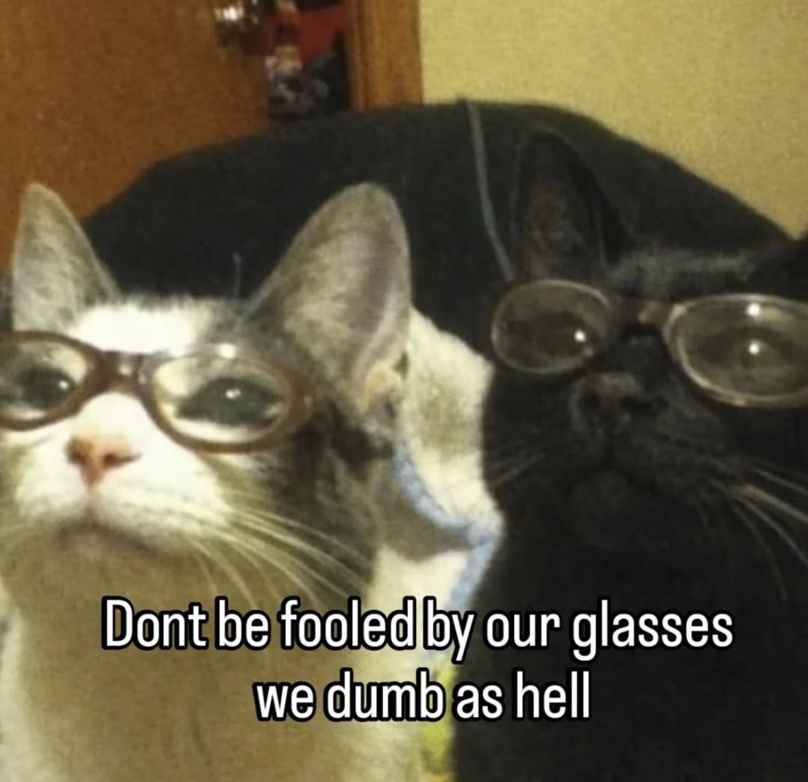 raccoon aesthetic. tweet media