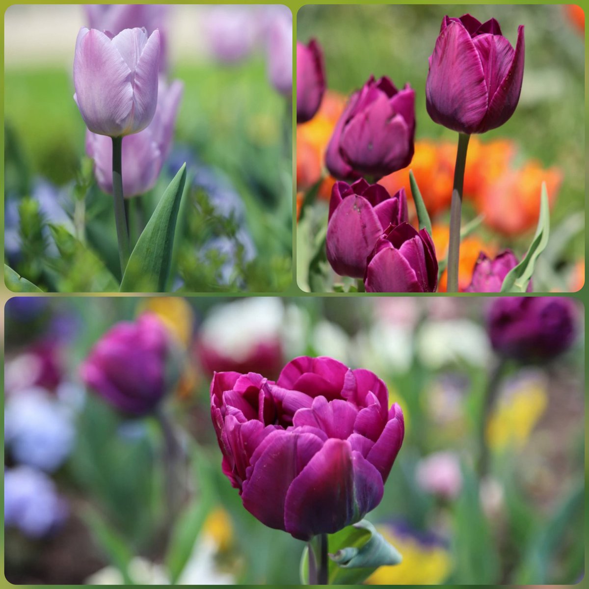 valentina tweet media