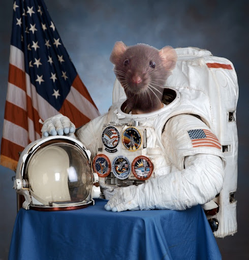 Eclair Games || Wishlist RatScum tweet media