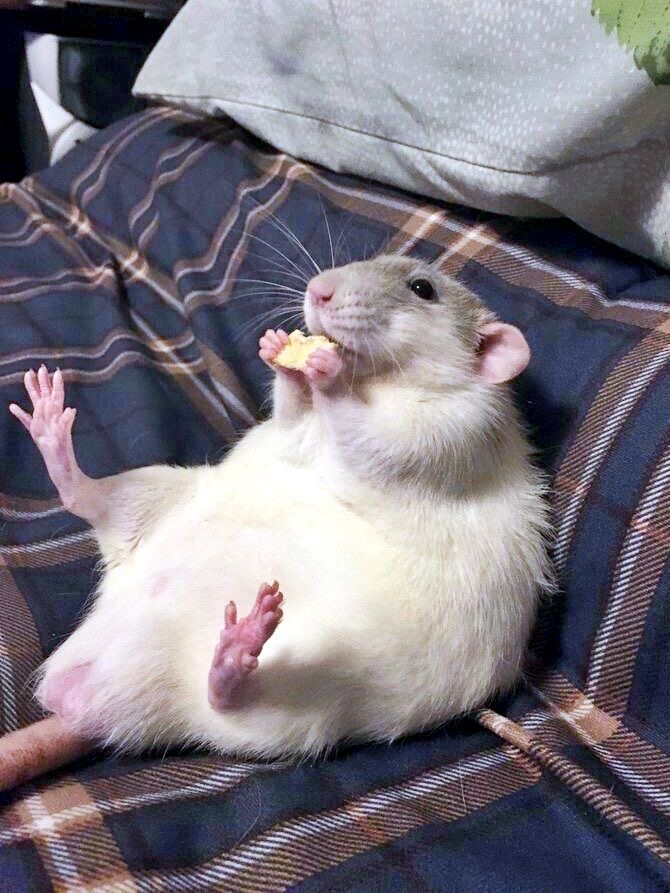 Eclair Games || Wishlist RatScum tweet media