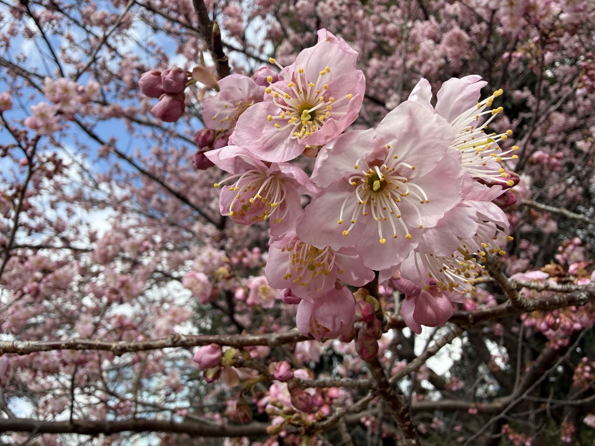 杉本崇＠気づき4/26いしおかトレイルラン tweet media