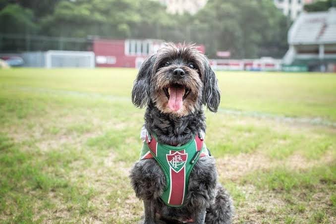 coisas que só acontecem com o Vasco tweet media