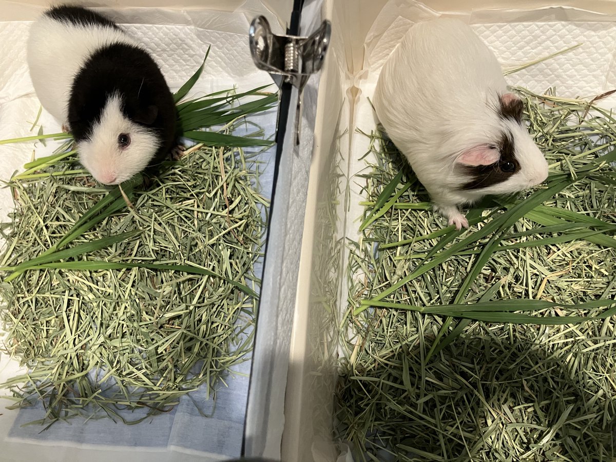 ﾓﾙﾃｯｼﾓ tweet media