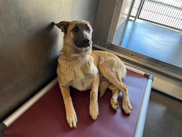 LancasterAnimalShelt tweet media