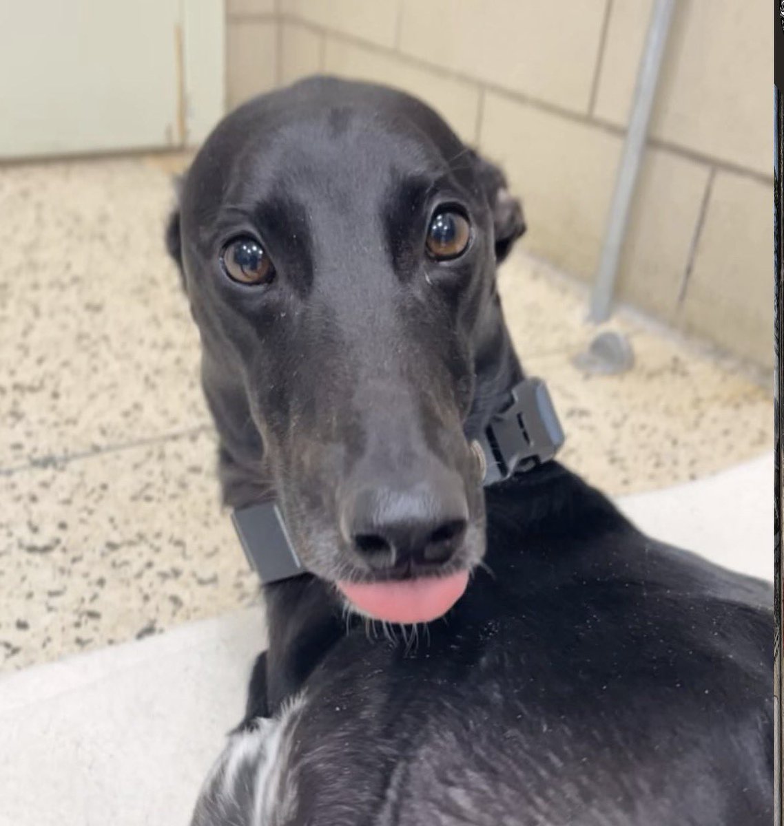 𝖄𝖔𝖞𝖆 tweet media