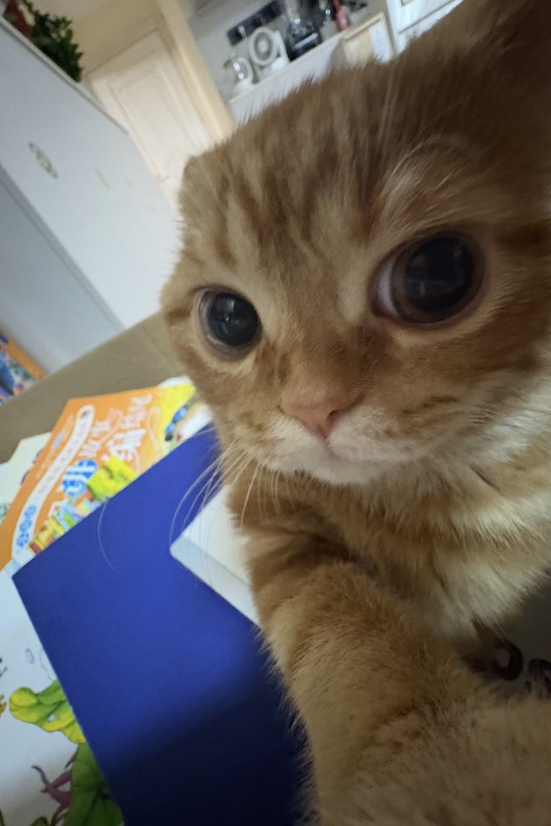 Cat 🐈 tweet media