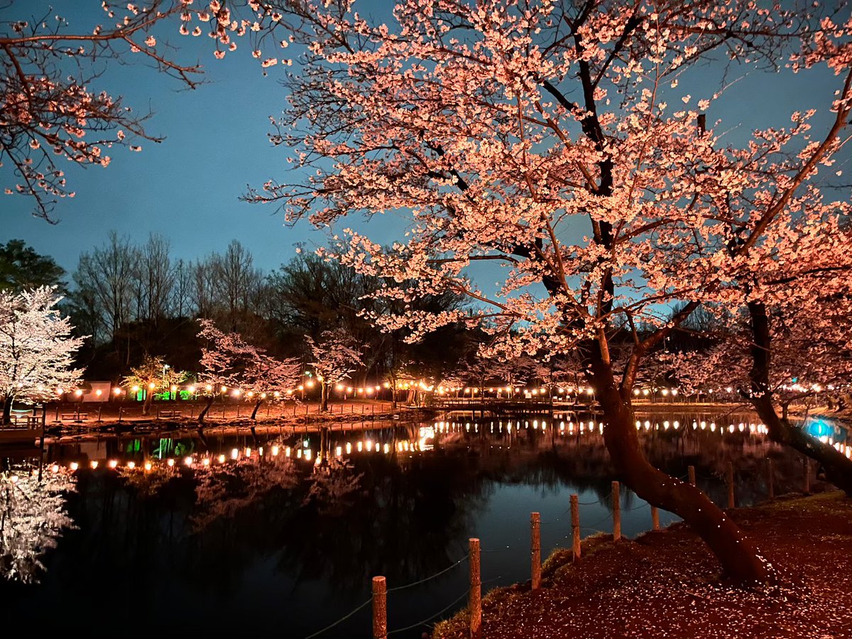 rainbow_council's tweet photo. 鶴ヶ島市運動公園の夜桜ライトアップを実施、4月4日(土)には「鶴ヶ島桜まつり」を開催🌸
写真をたくさん撮って「つるがしまのさくらプロジェクト」にぜひ参加してください📷
☑詳細はコチラ
https://t.co/GQOjQvEyR6

#レインボー協議会 #川越市 #鶴ヶ島市 #坂戸市 #毛呂山町 #越生町 #川島町 #鳩山町 https://t.co/QOqTpyOjGB