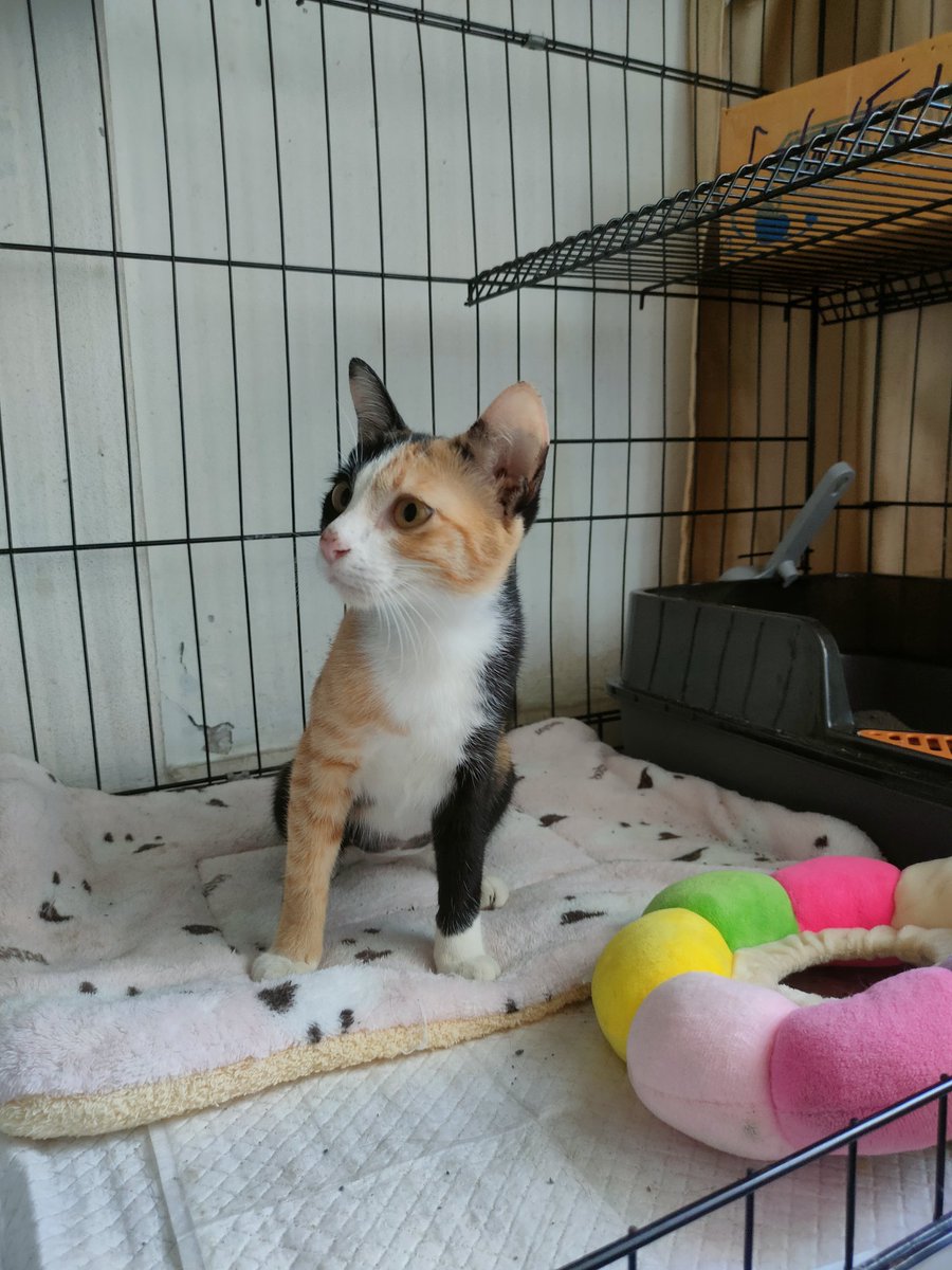 ไม่ควรมีแมวตัวไหนบนโลกใบนี้ต้องมาเป็นแมวจร tweet media