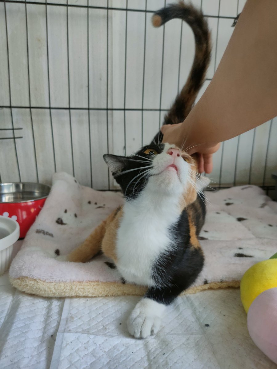 ไม่ควรมีแมวตัวไหนบนโลกใบนี้ต้องมาเป็นแมวจร tweet media