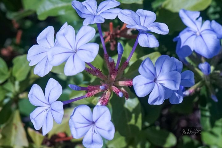 MamaWatson1213's tweet photo. Art of the Day! "Blister Bush Blue". Buy at: https://t.co/i2gKD4173C https://t.co/QQ5RMx8nzl