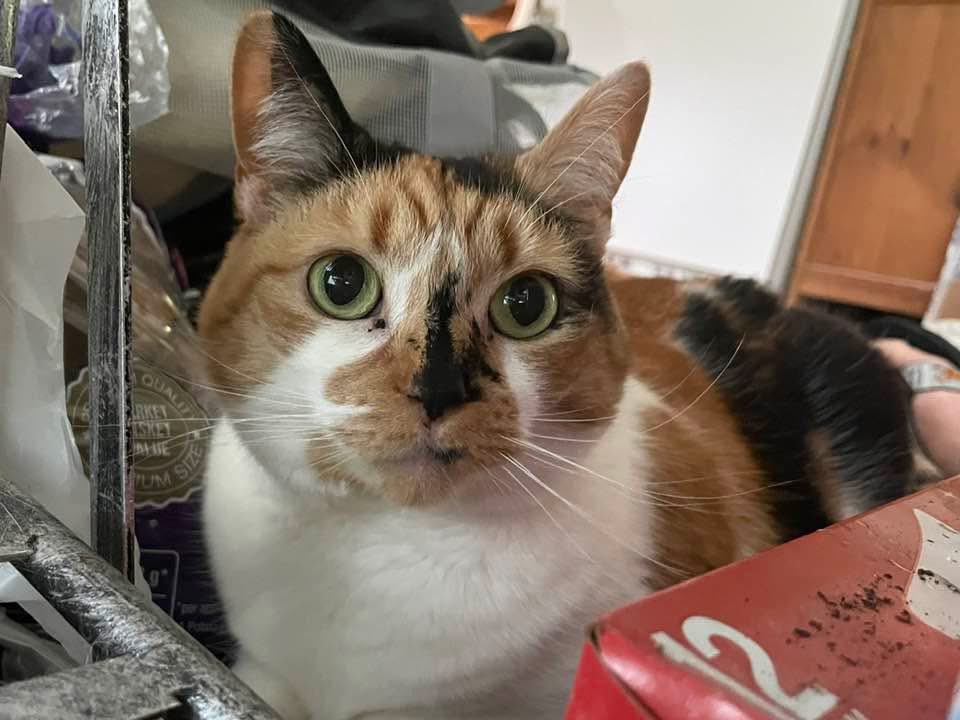 Chemtrails Over Zembla tweet media