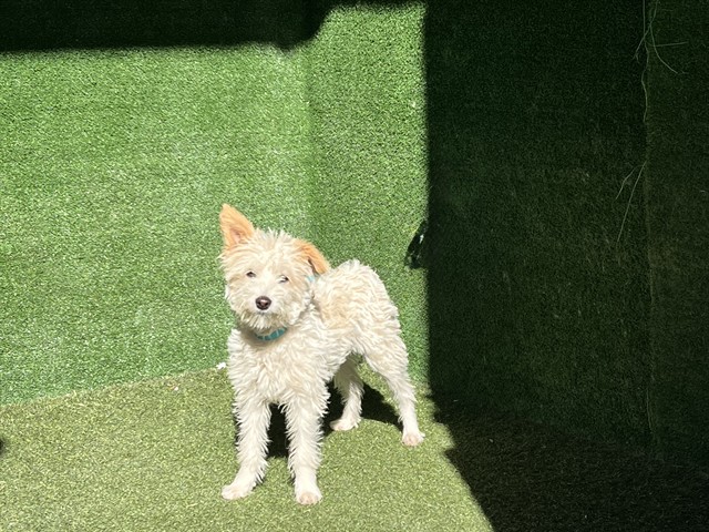 LancasterAnimalShelt tweet media